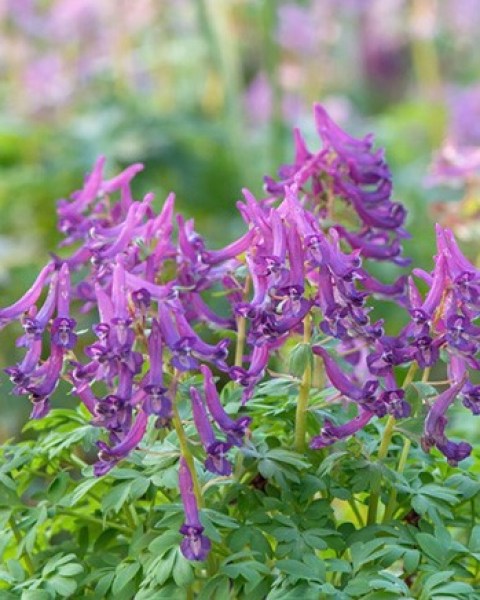 Corydalis cava.jpg